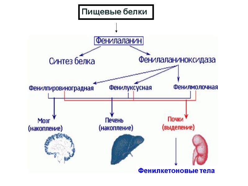 Фенилкетоновые тела Пищевые белки